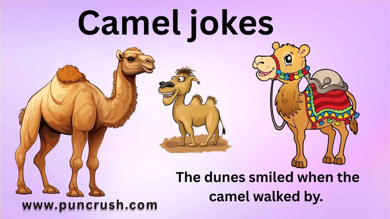 Camel jokes
