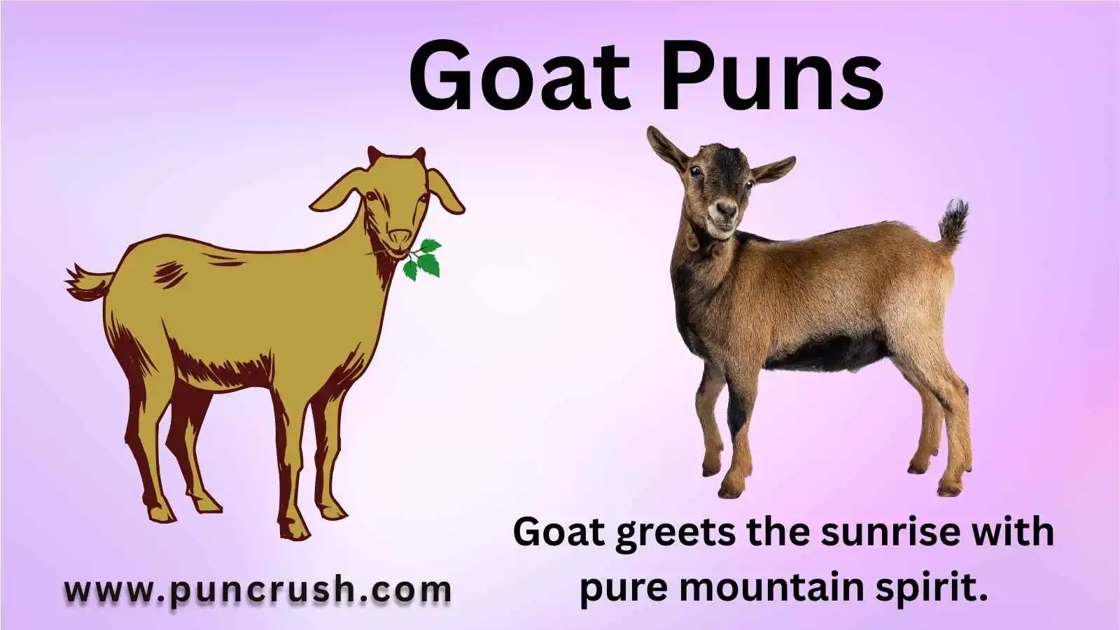 Goat Puns